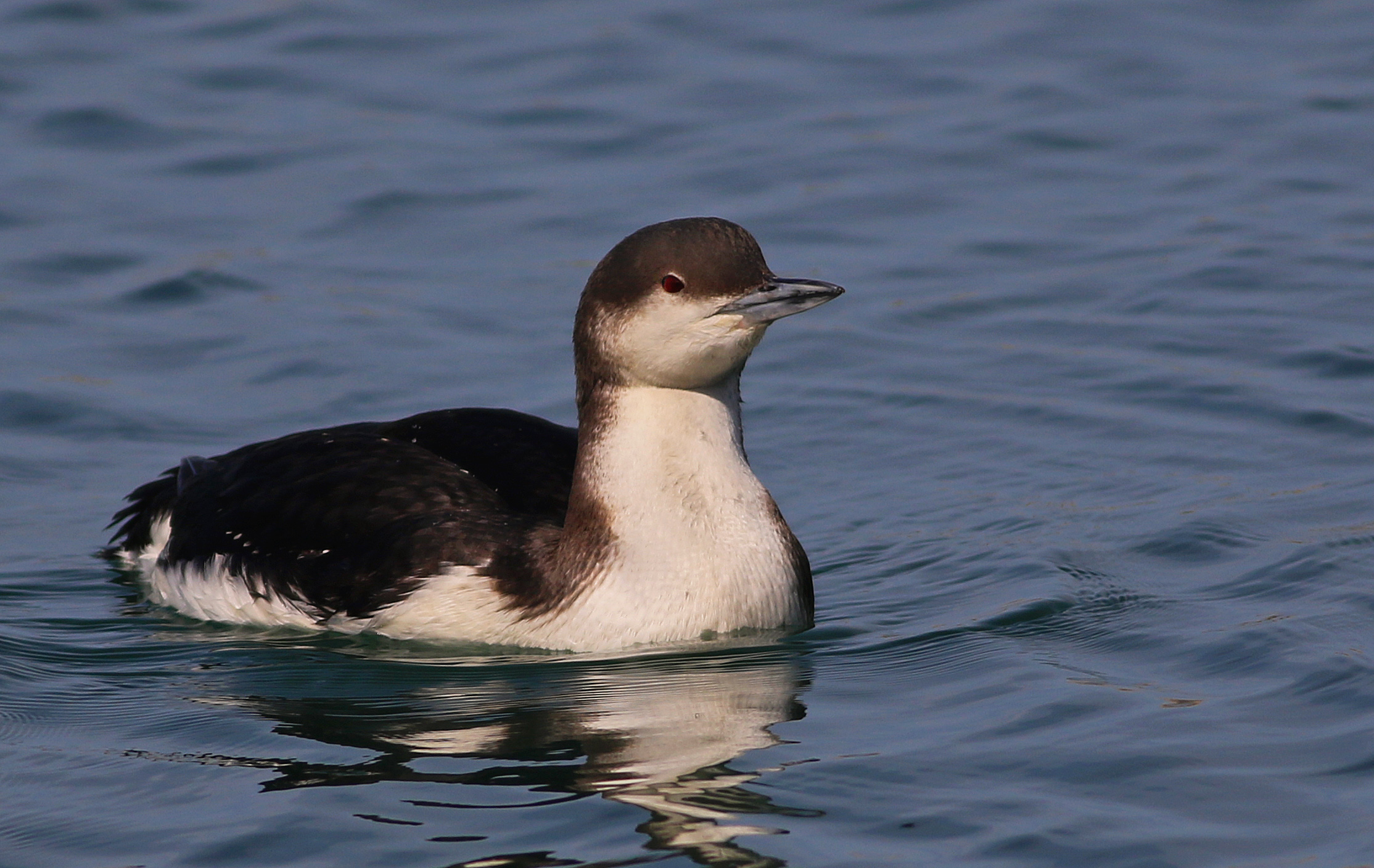 Arctic Loon — Ana fotoğraf